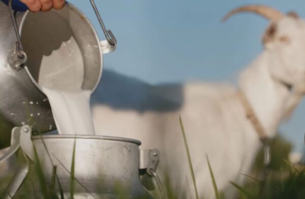 Cover Art For 7 uncommon animals that produce milk